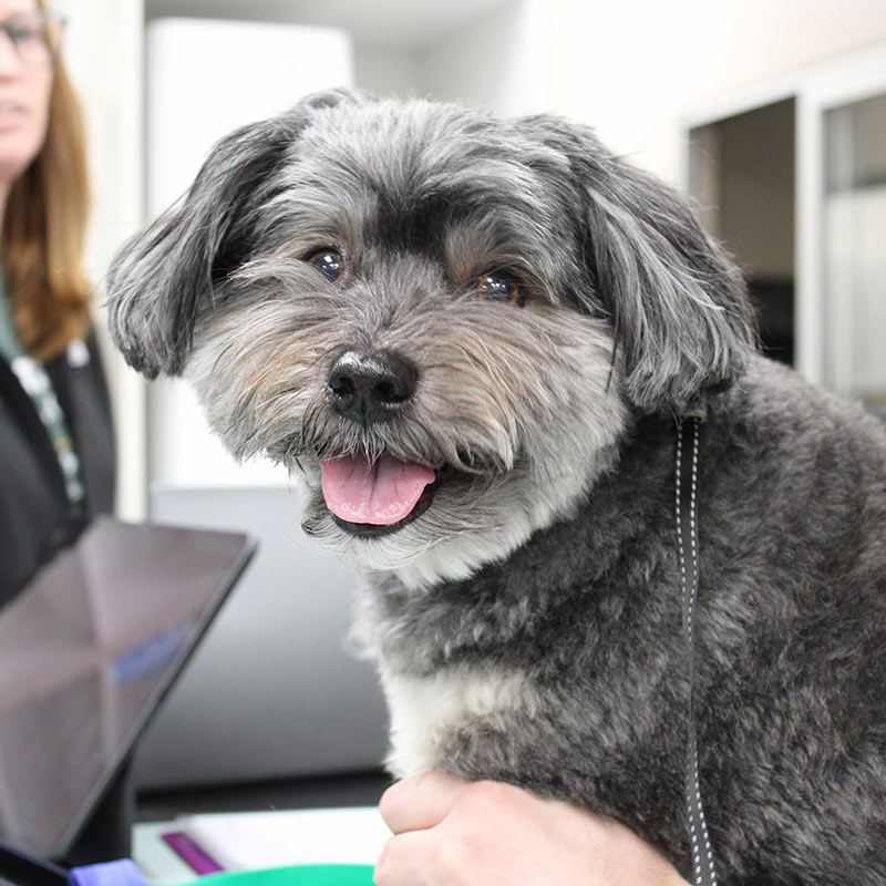 Gretna Dog Veterinarian