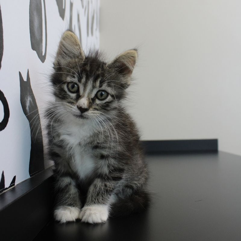 Gretna Cat Veterinarian