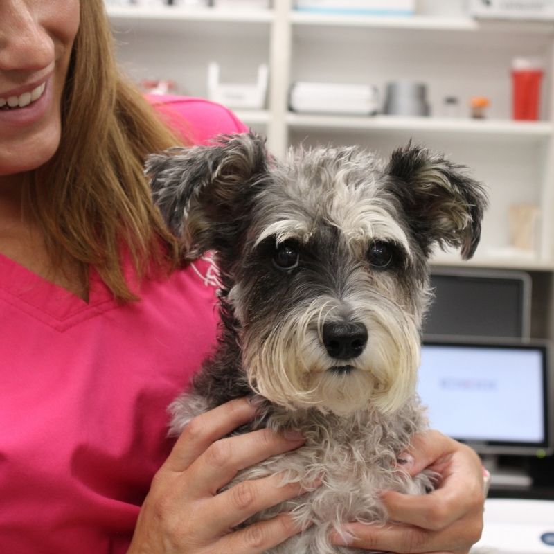 Dog Veterinarian in Valley