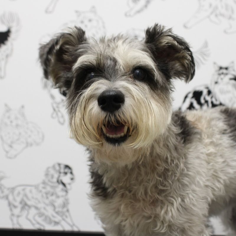 Gretna Dog Vet