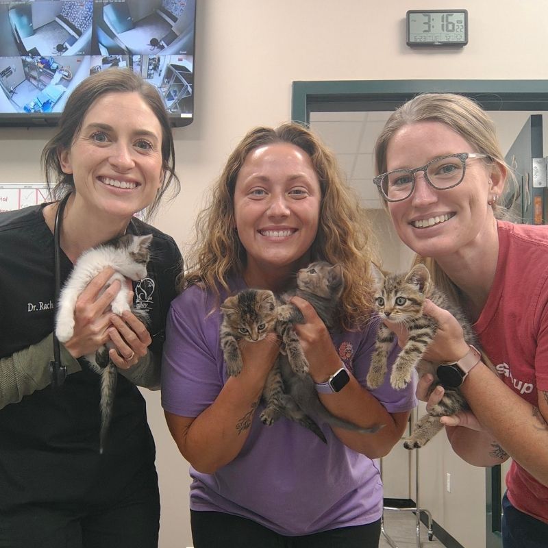 Valley Animal Hospital - Kittens & Team