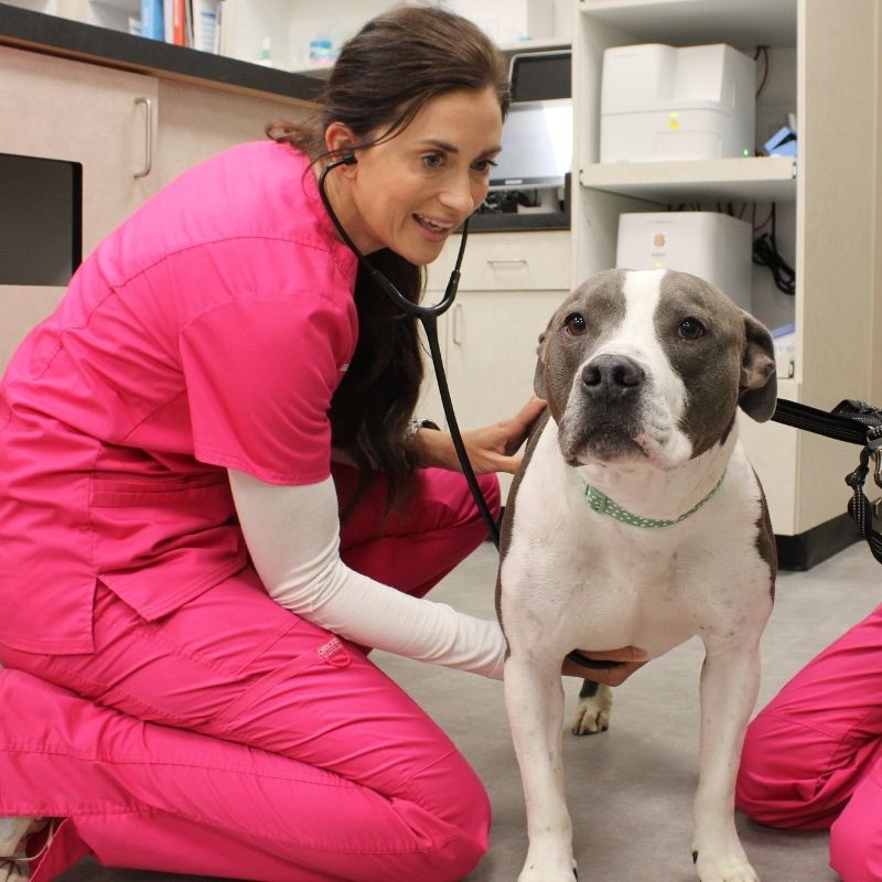 Dog Vet Exam in Valley