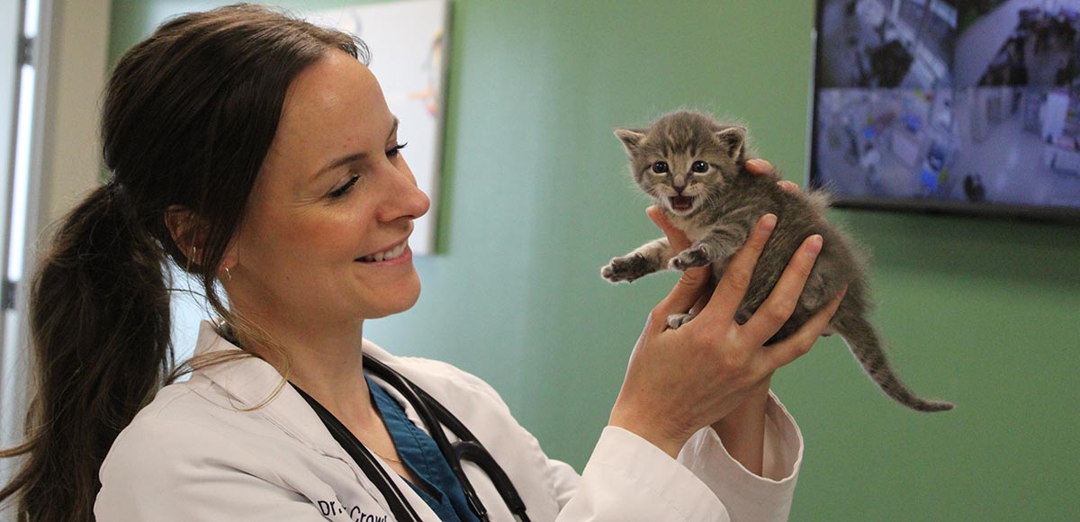 Veterinarian in Gretna