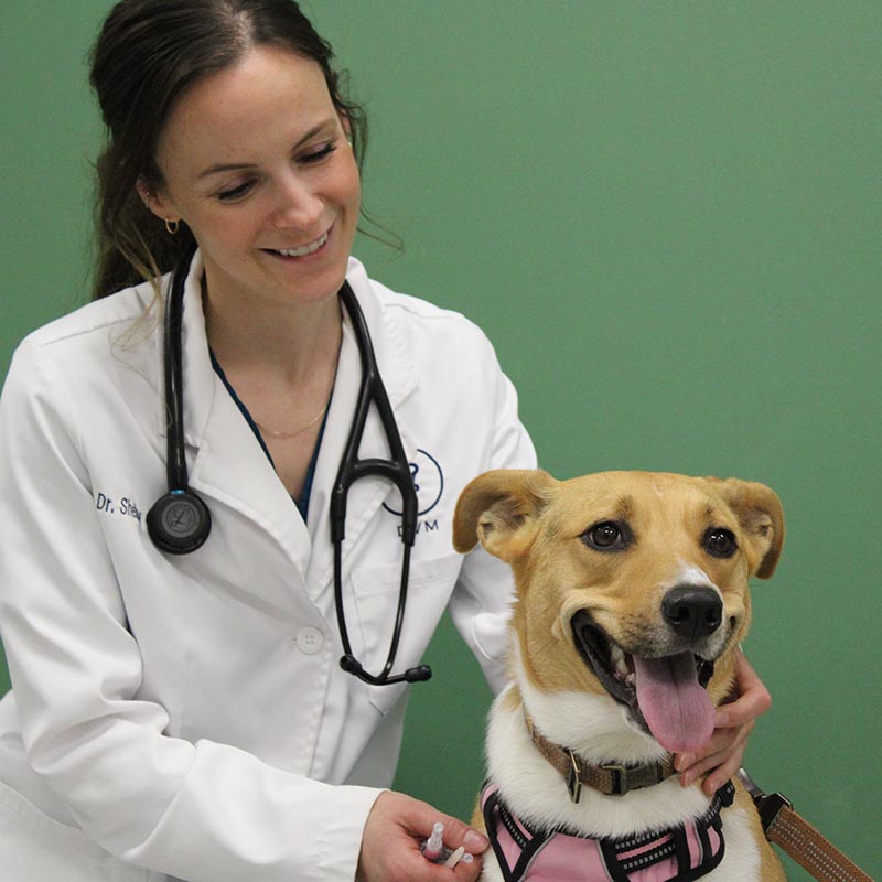 Gretna Dog Veterinarian