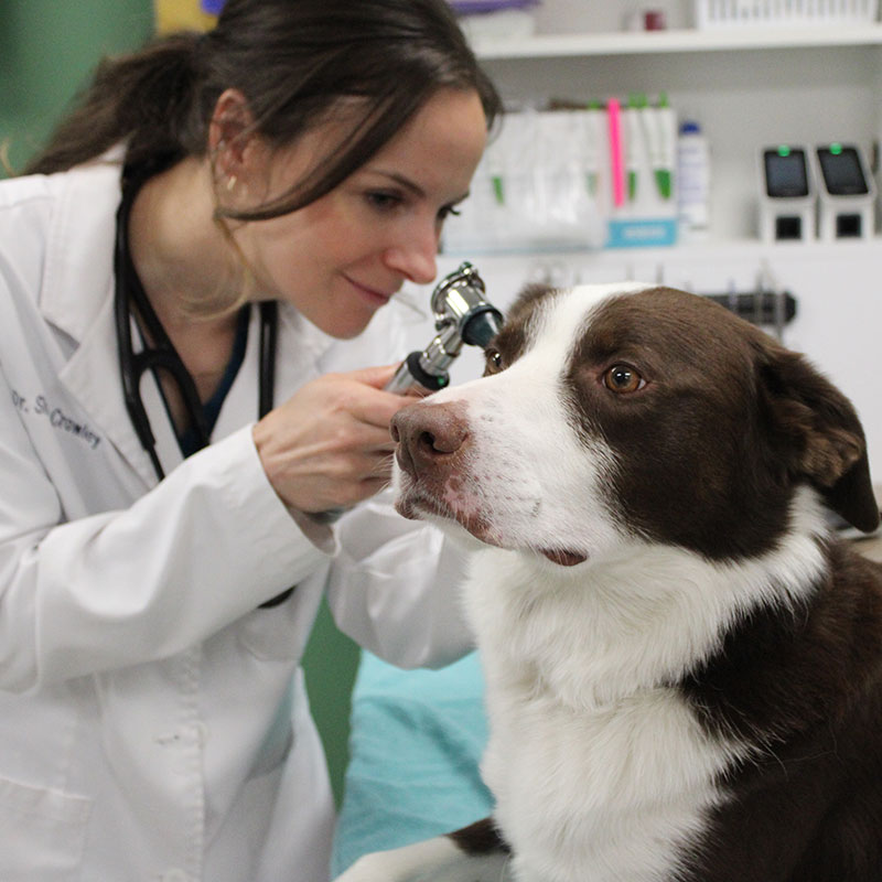 Dog Veterinarian in Gretna