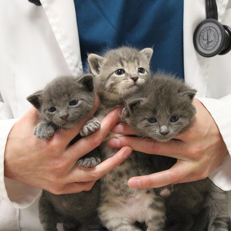 Kitten Veterinarian in Gretna