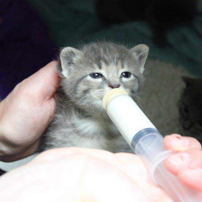 Gretna Kitten Veterinarian