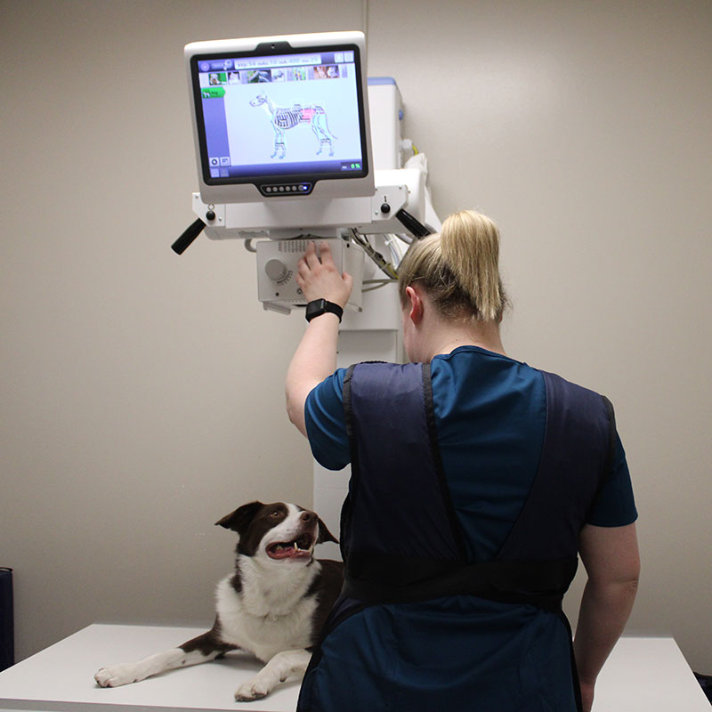 Diagnostics for Pets in Gretna