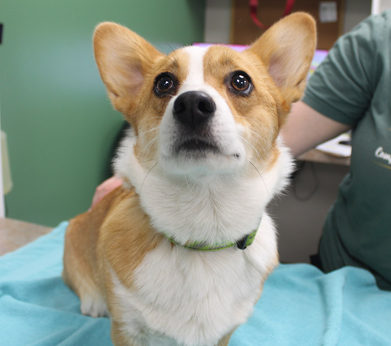 Aspen Creek Veterinary Clinic, Grenta, NE