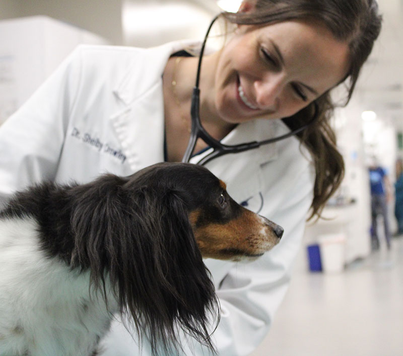 Aspen Creek Veterinary Clinic, Grenta, NE